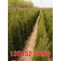 塔柏價格-H1米-1.2米-1.5米-2米塔柏低價直銷-塔柏基地