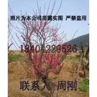 蘇州梅花樹基地、光福香雪海梅花、別墅綠化設計、苗木生產(chǎn)批發(fā)