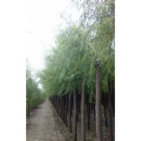 嫁接垂柳