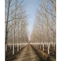 美國(guó)紅楓14-22公分大量