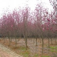 紅玉蘭精品苗圃價(jià)格，南京紅玉蘭樹價(jià)格，紅玉蘭基地
