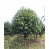 本基地低價(jià)供應(yīng)8-25公分的八月桂花樹(shù)、移植未移植貨源齊全