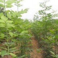 米徑2-12cm白蠟