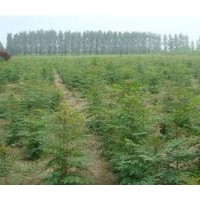 北欒基地北欒樹(shù)種植基地|亞太園林|北欒基地北京欒樹(shù)基地
