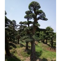 大型景觀樹造型紅花繼木，征地用樹造型榆樹，征收樹專地樹紅楓，