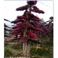 批發(fā)10、12、15、20公分造型紅花繼木、造型杜英、造型欏木石楠、