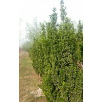 大量出售北海道黃楊，電話15966192988