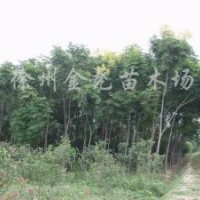 4-15CM黃山欒樹