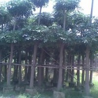盆架子