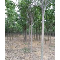 供應(yīng)10公分楸樹