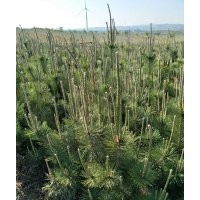 黑松80-1米-1.5米營(yíng)養(yǎng)缽