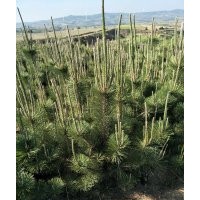 黑松80-1米-1.5米營(yíng)養(yǎng)缽
