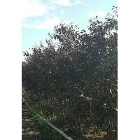 紫葉海棠