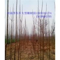 周口楸樹！淮陽大型楸樹園