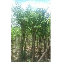 ,平婆，紅花紫荊，宮粉，美麗木柿白玉蘭袋苗3一30分，