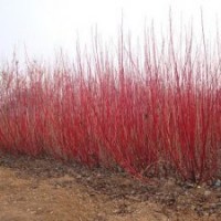 黑龍江大型紅端木種植地