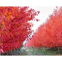 美國紅楓
