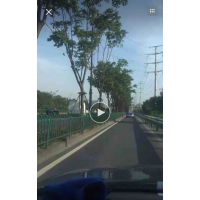處理移栽欒樹