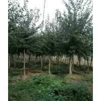 對節(jié)白臘