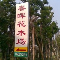 藍花楹