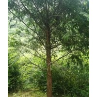 地徑15至20公分的紅豆杉