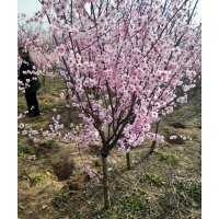 供應梅花_榆葉梅_美人梅_珍珠梅_臘梅