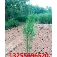 側(cè)柏品種大全 側(cè)柏價格 側(cè)柏照片 側(cè)柏報價