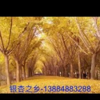 銀杏樹秋季震撼價(jià)