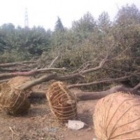 樸樹 12-20cm
