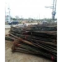 山西國(guó)槐價(jià)格，我基地400畝占地國(guó)槐出售，3.5.6.8公分國(guó)槐價(jià)格