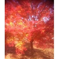 供應(yīng)大規(guī)格雞爪槭20公分/22公分25公分