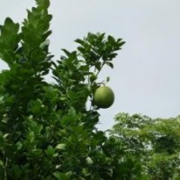 柚子樹