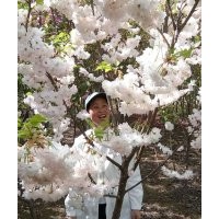 櫻花