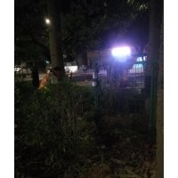 專業(yè)的挖樹隊(duì)伍，挖樹速度快、保證質(zhì)量