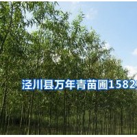 美國(guó)竹柳基地實(shí)景
