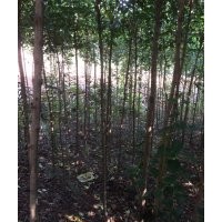 處理大葉女貞