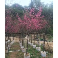 福建山櫻花，福建山櫻花基地，福建山櫻花價格