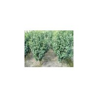 茶花價格 茶花產(chǎn)地 南京茶花