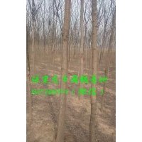 7公分國槐價格，7公分國槐樹