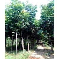 河南楸樹(shù)梓樹(shù)大處理