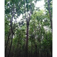 河南精品梓樹@合歡，楸樹。梓樹2-8公分