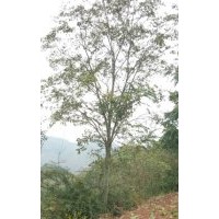 本公司大量出售：樸樹8-50公分,黃連木；18-60公分,羊蹄甲，5-30