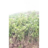大量出售香樟樹，5-70公分,紅葉石蘭1-8公分,棗樹，20公分