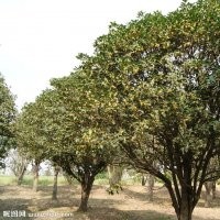 長期大量批發(fā)不同規(guī)格桂花