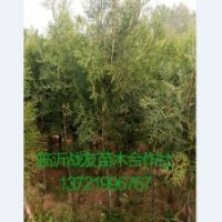 50公分側(cè)柏苗價(jià)格
