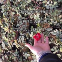 大量出售品種月季 藤本月季 歐洲月季花苗大花月季花苗價格低價