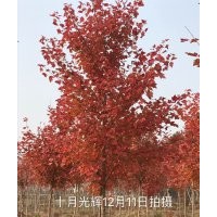 供應(yīng)美國(guó)紅楓（秋火焰）、十月光輝、北美楓香、紅豆樹(shù)、紅豆杉
