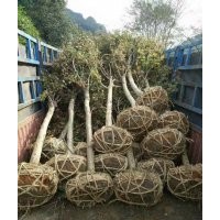 大量供應(yīng)嫁接紅楓、高桿嫁接紅楓、8-20cm嫁接紅楓