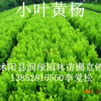 瓜子黃楊價(jià)格高度10-20公分30公分價(jià)格