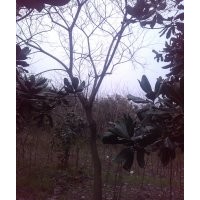 供大規(guī)格；國槐，烏桕，黃連木，樸樹，三角楓，大桂花，皂角